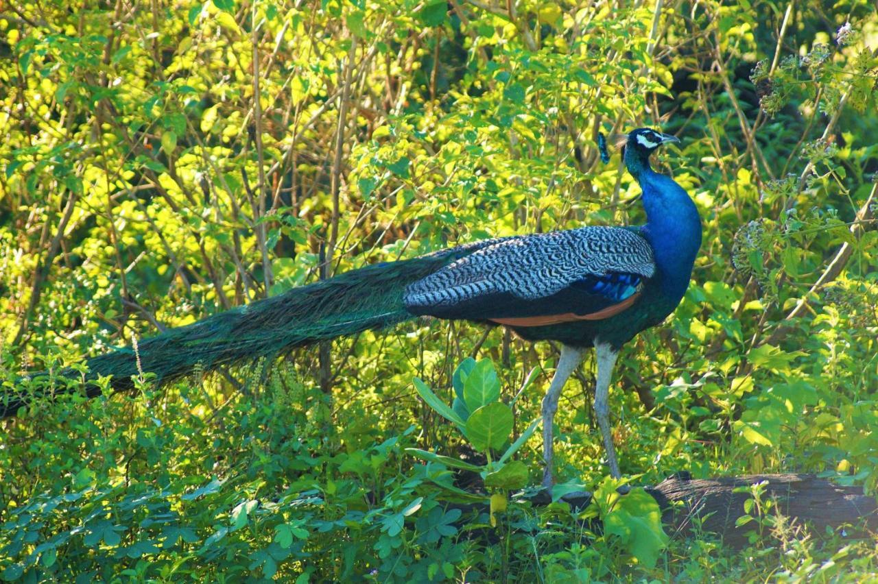 Peacock Riverside Udawalawe Exterior photo