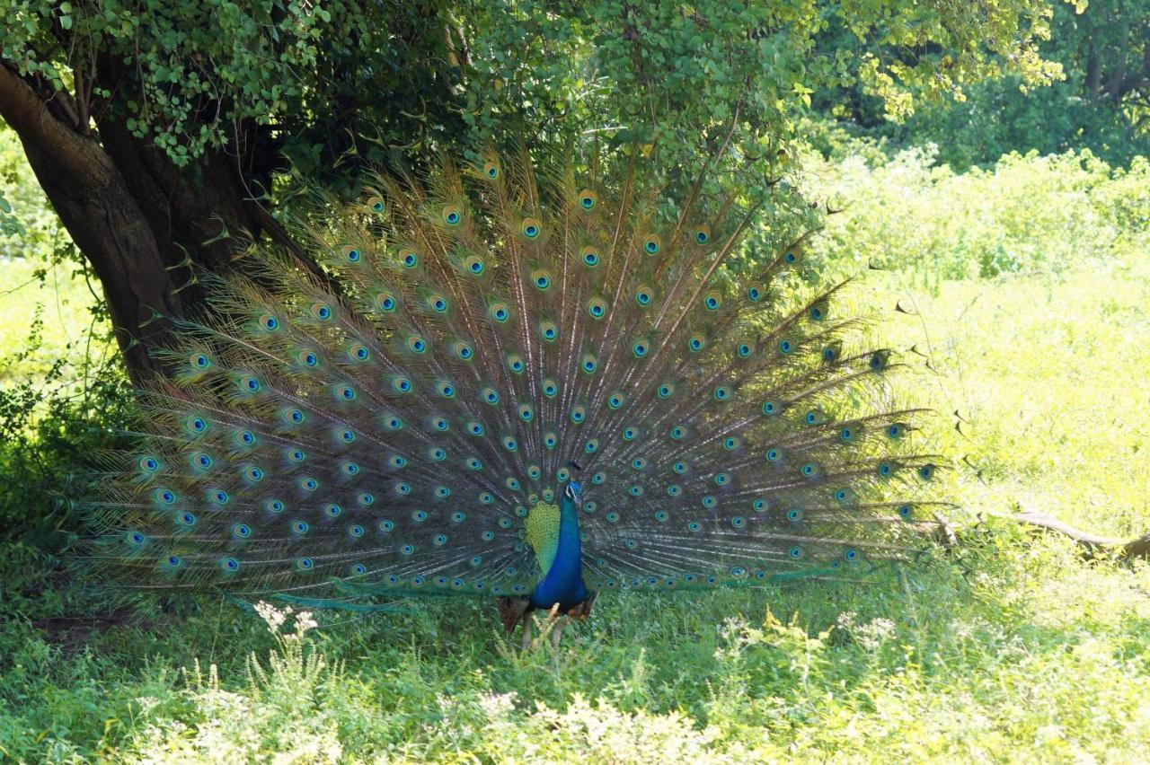 Peacock Riverside Udawalawe Exterior photo